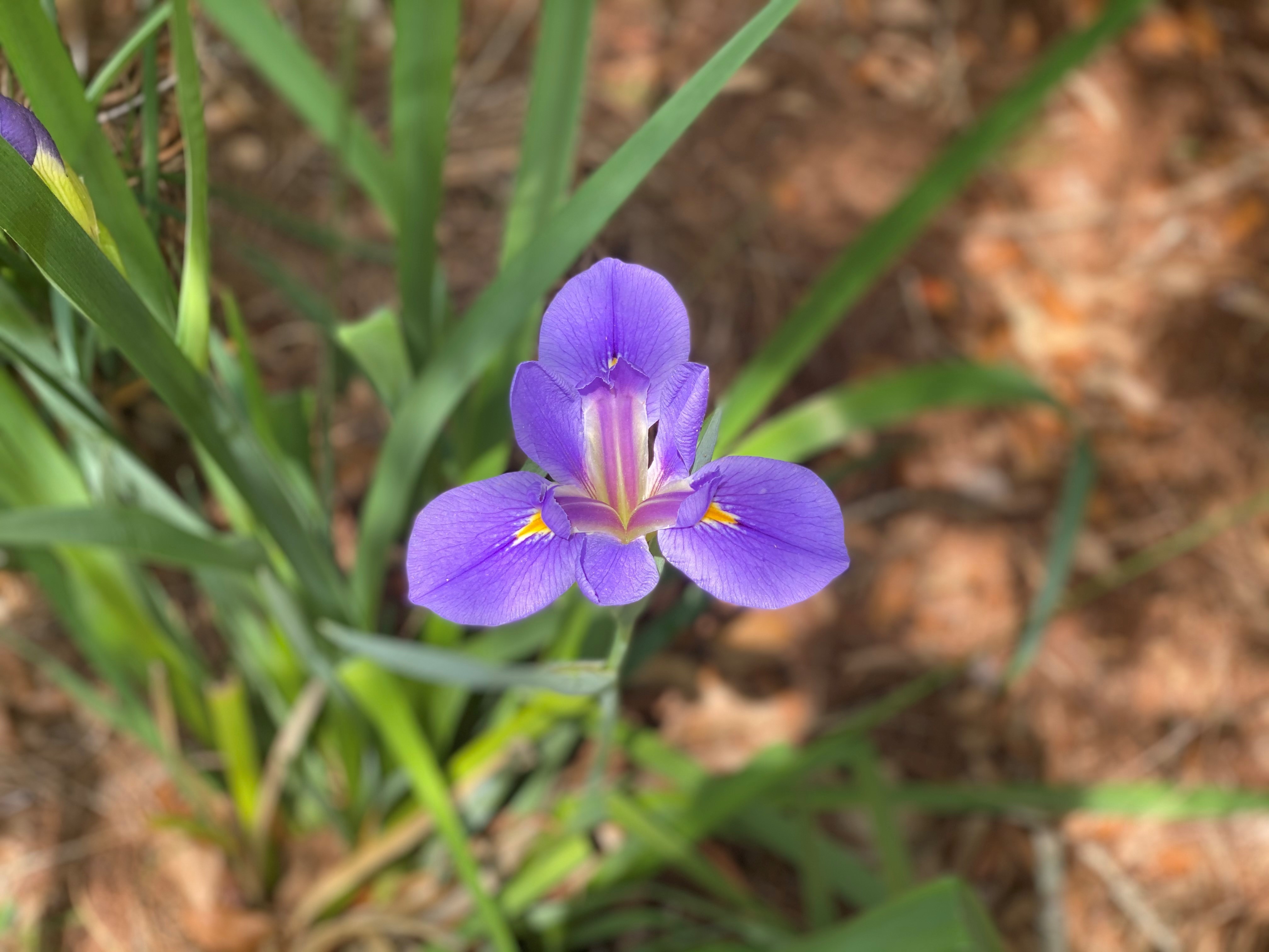 Louisiana iris make a great plant selection for a rain garden.  Photo by Heather Kirk Ballard LSU AgCenter.jpg thumbnail